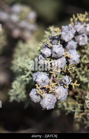 Lila bis Flieder, reife Kegel, mediterran Stockfoto