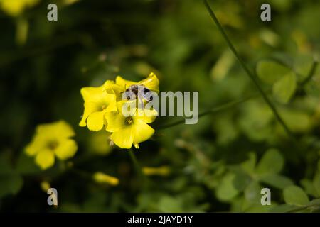 Gelbe Blume oxalis pes-caprae Nahaufnahme mit grünem Hintergrund Stockfoto