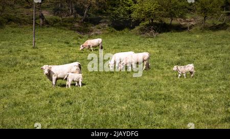 Gruppe von weißen Kühen, die auf dem grünen Gras in Spanien grasen, weißes Lamm, das auf dem Grasfeld liegt, Ruppit Stockfoto