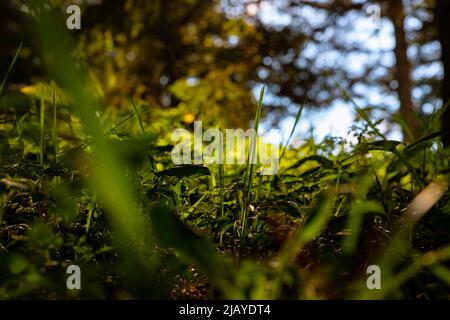 Blick auf den Wald oder die Natur. Gräser im Wald vom Boden aus. Foto des Konzepts „Carbon net-zero“ oder „Carbon Neutrality“. Selektiver Fokus. Stockfoto
