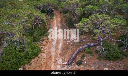 Geheimnisvoller Pfad im Bergwald, Radspuren zwischen Pinien, Dronen-Blick von oben Stockfoto