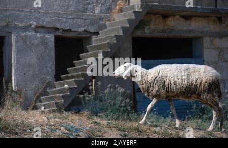 Hausschafe laufen vor den Hausruinen. Ländliche Entvölkerung in Zypern, verlassene Dorf verwendet, um Vieh zu halten Stockfoto