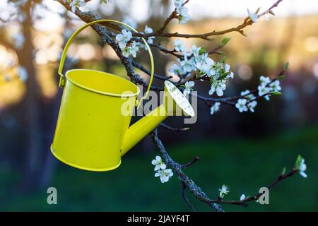 Kleine gelbe Gießkannenhängende vom Zweig der Kirschblüten Stockfoto