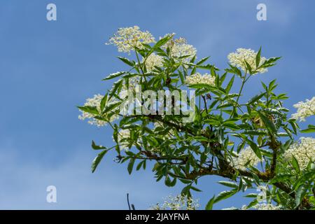 Zweig mit weißen Holunderblüten an einem Frühlingstag in Blüte. Ältere Blume auf blauem Himmel Hintergrund, Nahaufnahme Stockfoto