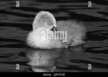 Junger stummer Schwan, der auf dem Wasser schläft, Großbritannien, 2022 Stockfoto