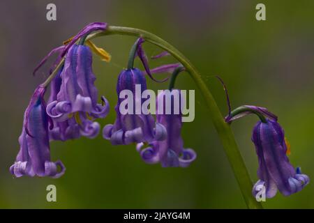 Eine Nahaufnahme von Bluebell-Blumen, Abbotts Holz, Sussex, Großbritannien, 2022 Stockfoto