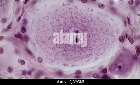 Pseudounipolare Neuronen. Pseudounipolare Neuronen eines abgerundeten Somas eines dorsalen Wurzelganglions.Сell Körper ist von Gliazellen, sogenannten Satellitenzellen, umgeben. Stockfoto