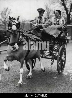 In die 'Royal' Society treten - stolz auf ein Pferd mit 'Royal'-Verbindungen treten ist das Pony, das heute von Herrn und Frau Bert Matthews, Pearly King und Queen of Hampstead (North London) bei der alljährlichen Van Horse Parade am Ostermontag im Regent's Park gefahren wird. Das raue Wetter nahm etwas von dem Glanz der Parade, als Fahrer - wie der Pearly King und die Queen - Wasserproofs zum Schutz verwendeten. 10. April 1950. (Foto von Reuterphoto). Stockfoto