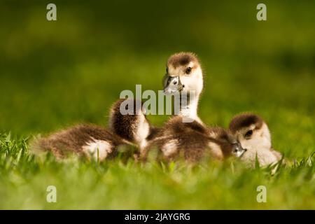 Ägyptische Gänseküken, die auf dem Gras zusammengekauert sind, Sussex, UK 2022 Stockfoto