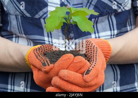 Nahaufnahme der Palmen mit Eichenholzsapling. In den Händen Schutzhandschuhe tragen. Umweltschutz. Ökologisches Konzept. Stockfoto