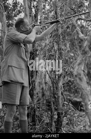 Der Duke steht an. Als Experte schoss er an einem Tag 56 Enten – ein Rekord für die Party. 08. Januar 1947. Stockfoto