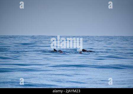 Eine Pod von Kurzflossen-Pilotenwalen auf Teneriffa, Kanarische Inseln, April 2022 Stockfoto