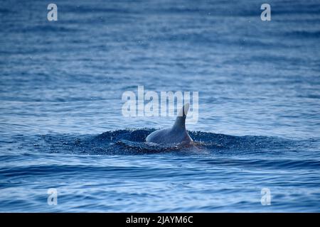 Wal- und Delfinbeobachtungstour auf Teneriffa - La Gomera, Kanarische Inseln, 2022 Stockfoto