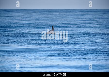 Wal- und Delfinbeobachtungstour auf Teneriffa - La Gomera, Kanarische Inseln, 2022 Stockfoto