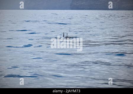 Wal- und Delfinbeobachtungstour auf Teneriffa - La Gomera, Kanarische Inseln, 2022 Stockfoto