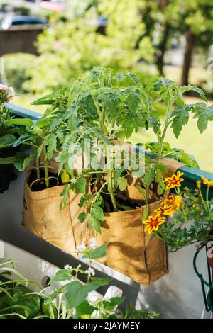 Recycelte T-Big-Bags für den Anbau von Gemüse, Kräutern oder Blumen im Balkongarten. Handgemachte wiederverwendbare Pflanzentaschen von indischen Arbeitern. Zero Waste Konzept Stockfoto