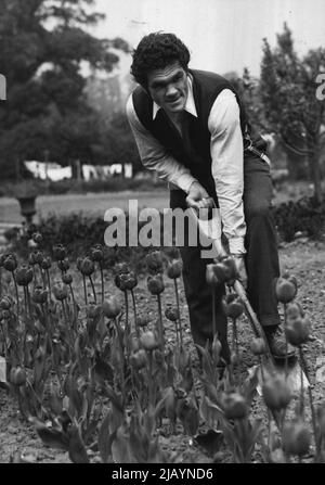 Mühlen Beginnt Training Für Woodcock Kampf. -- Mills arbeitet hart an einem Gemüsebeet neben einem Tulpenbett im Garten seines Trainingsquartiers. Freddie Mills, der Weltmeister im Kreuzrittergewicht, begann heute seine Ausbildung in einer Gaststätte am Fuße des Bexhill, einem Beauty-Spot von Surrey, in Vorbereitung auf seinen britischen Schwergewicht-Meisterschaftskampf mit Bruce Woodcock. 12.Mai 1949. (Foto von Fox). Stockfoto