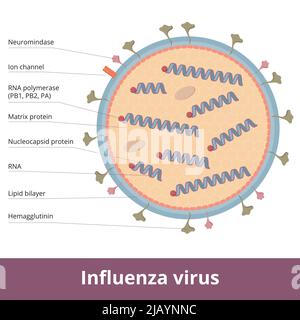 Influenza-Virus: Detailliertes Virionschema, einschließlich 8 RNA-Teilen, Lipid-Bilayer, Oberflächenproteine (Spikes) und Ionenkanal. Stock Vektor