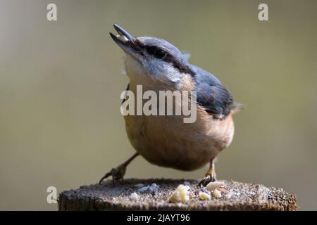 Ein eurasischer Nuthatch (Sitta europaea), der auf einem Zaunposten in der Nähe von weit entfernten Weiden, Rowlands Gill, Gateshead, Großbritannien, abgebildet ist Stockfoto