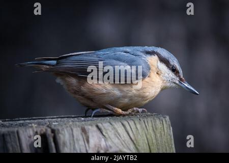 Ein eurasischer Nuthatch (Sitta europaea), der auf einem Zaunposten in der Nähe von weit entfernten Weiden, Rowlands Gill, Gateshead, Großbritannien, abgebildet ist Stockfoto