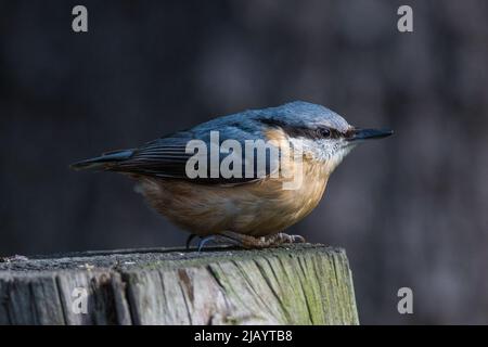 Ein eurasischer Nuthatch (Sitta europaea), der auf einem Zaunposten in der Nähe von weit entfernten Weiden, Rowlands Gill, Gateshead, Großbritannien, abgebildet ist Stockfoto