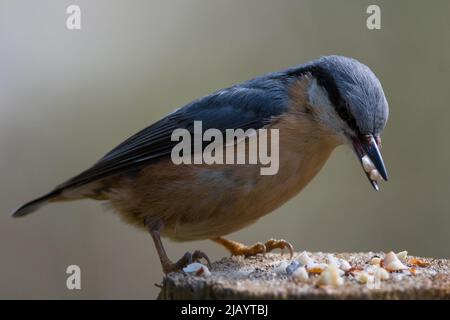 Ein eurasischer Nuthatch (Sitta europaea), der außerhalb des Beobachtungsversteckes von Weiden fütterte, Rowlands Gill, Gateshead, Großbritannien Stockfoto