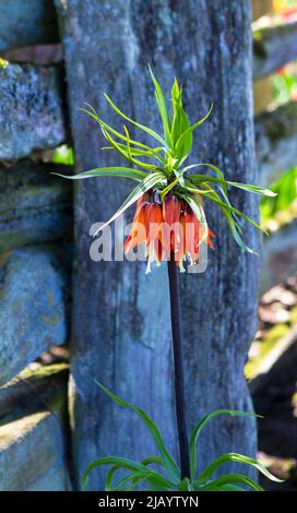 Eine auffällige orange-rote Fritillaria Rubra (Fritillaria imperialis) blüht in einem Frühlingsgarten im US-Bundesstaat Washington. Stockfoto