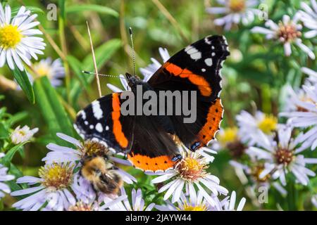 Ein roter Admiralschmetterling (Vanessa atalanta) in Ruhe zwischen Gänseblümchen. Taken Ear Penshaw, Sunderland, Tyne & Wear, Großbritannien Stockfoto