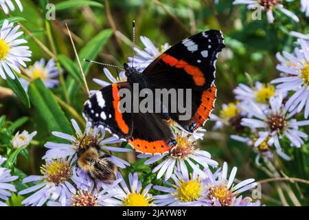 Ein roter Admiralschmetterling (Vanessa atalanta) in Ruhe zwischen Gänseblümchen. Taken Ear Penshaw, Sunderland, Tyne & Wear, Großbritannien Stockfoto