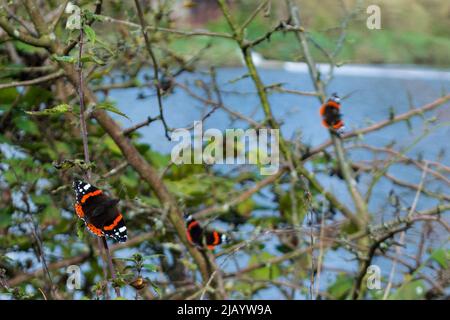 Eine 'Flottille' von roten Admiralen (Vanessa atalanta), die auf einem Baum am Fluss Wear in der Nähe von Penshaw, Tyne & Wear abstammen. Stockfoto