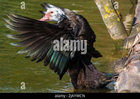 Eine Moskauer Ente (Cairina moschata) flattert ihre Flügel. Aufgenommen an einem Teich in der Nähe von Penshaw, Tyne & Wear, Großbritannien. Stockfoto