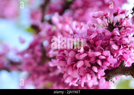 Rotbud (rote Knospe) Bäume und Bienen im Mai in Istanbul Stockfoto