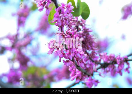 Rotbud (rote Knospe) Bäume und Bienen im Mai in Istanbul Stockfoto