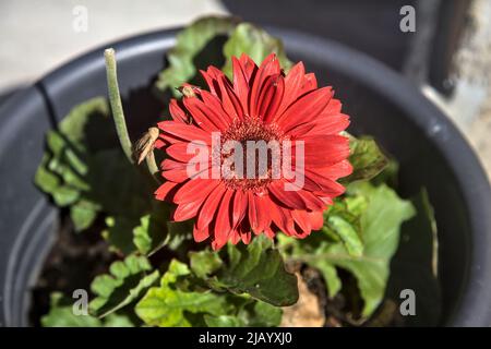 Rote Gerbera in Blüte in einem Topf Stockfoto