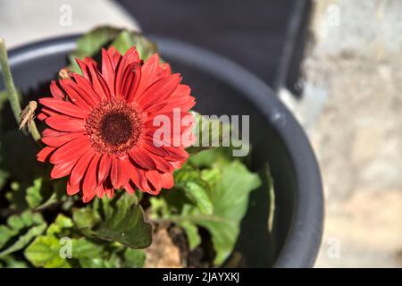 Rote Gerbera in Blüte in einem Topf Stockfoto