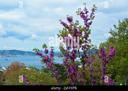 Rotbud (rote Knospe) Bäume und Bienen im Mai in Istanbul Stockfoto
