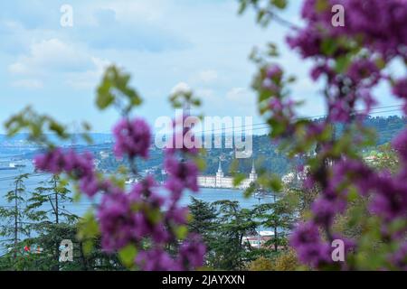 Rotbud (rote Knospe) Bäume und Bienen im Mai in Istanbul Stockfoto