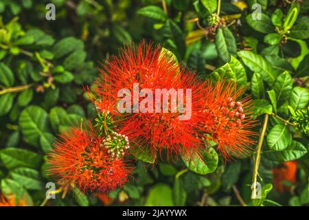 Farbenfrohe rote Ohi a Lehua Blumen Waikiki Honolulu Hawaii die aus Hawaii geborenen Ohia-Bäume gelten als heilig für die Göttin des hawaiianischen Vulkans Pele Stockfoto