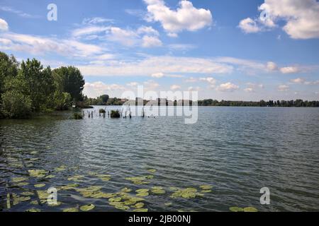 Grove am Seeufer mit Seerosen auf dem Wasser an einem sonnigen Tag Stockfoto