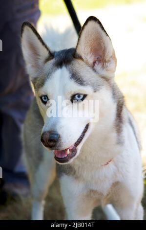 Ein glücklicher sibirischer Husky-Hund mit blauen Augen an der Leine und dem Bein einer Person im Hintergrund. Stockfoto