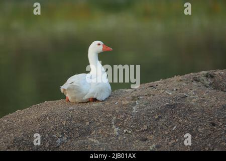 Weiße Hausgans (Anser anser f. domestica) auf einem Felsen in Los Barruecos, Extremadura, Spanien Stockfoto