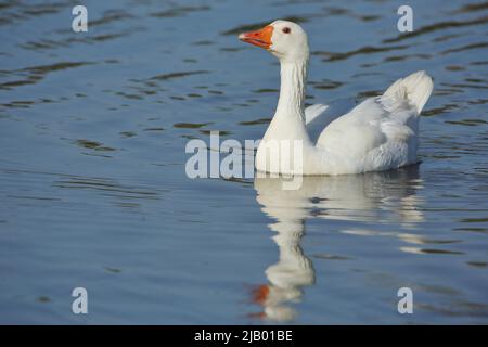 Einheimische weiße Gans (Anser anser f. domestica) schwimmend in Los Barruecos, Extremadura, Spanien Stockfoto