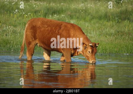 Rinderfütterung (Bos primigenius) in Los Barruecos, Extremadura, Spanien Stockfoto