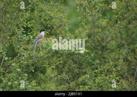 Blaue Elster (Cyanopica cyana) in Monfragüe, Extremadura, Spanien Stockfoto