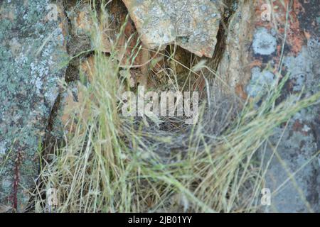 Leeres Nest von Rock Bunting (Emberiza cia) in Monfragüe, Extremadura, Spanien Stockfoto