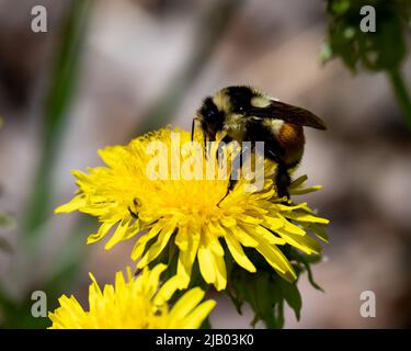 Eine Hummel, die sich im Frühjahr mit einer Dandelionenblume ernährt und diese bestäubt Stockfoto