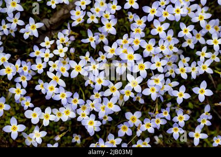 Ein Feld blühender bluets, Houstonia caerulea, wächst auf einer Lichtung in den Adirondack Mountains, NY Wildnis. Stockfoto