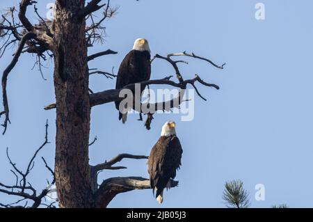 Weißkopfseeadler am South Platte River im Eleven Mile Canyon Stockfoto