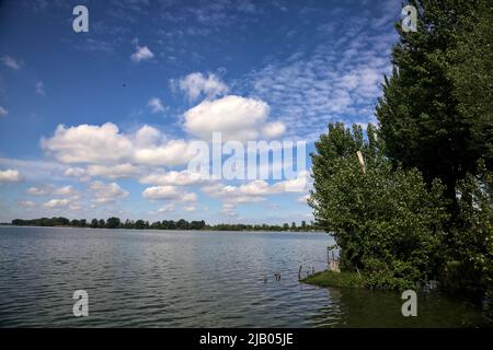 Grove am Seeufer mit Seerosen auf dem Wasser an einem sonnigen Tag Stockfoto