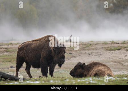 Yellowstone, Vereinigte Staaten Von Amerika. 30.. Mai 2022. Yellowstone, Vereinigte Staaten von Amerika. 30. Mai 2022. Der amerikanische Bison-Bulle warnt im Dampf eines Geysir im Black Sand Basin im Yellowstone National Park, 30. Mai 2022 in Yellowstone, Wyoming. Früher am Tag wurde eine 25-jährige Frau aus Ohio von einem Bison in der Nähe derselben Gegend in die Luft geschleudert und gerochen. Quelle: Richard Ellis/Richard Ellis/Alamy Live News Stockfoto